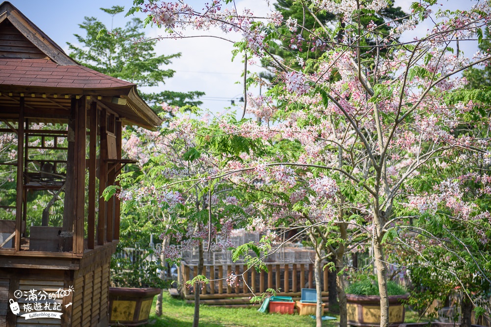 台中新社景點|櫻花鳥森林|景觀餐廳.親子景點.露營.戲水.看鸚鵡|夢幻森林仙境~蜀葵花綻放中!