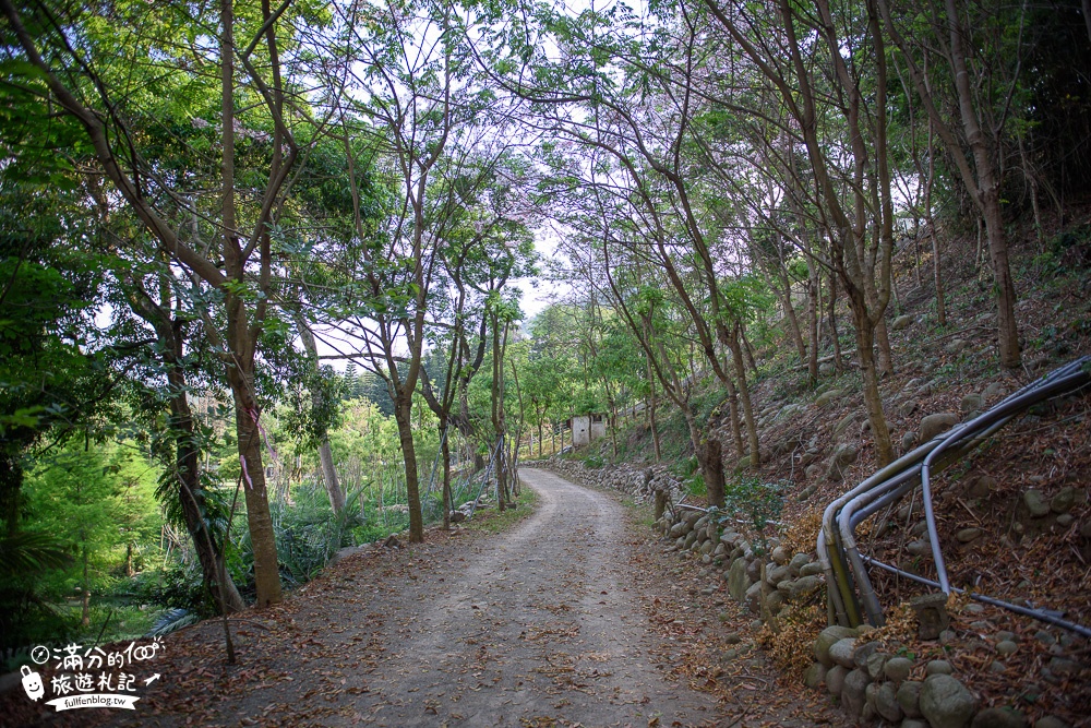 台中新社景點|櫻花鳥森林|景觀餐廳.親子景點.露營.戲水.看鸚鵡|夢幻森林仙境~蜀葵花綻放中!