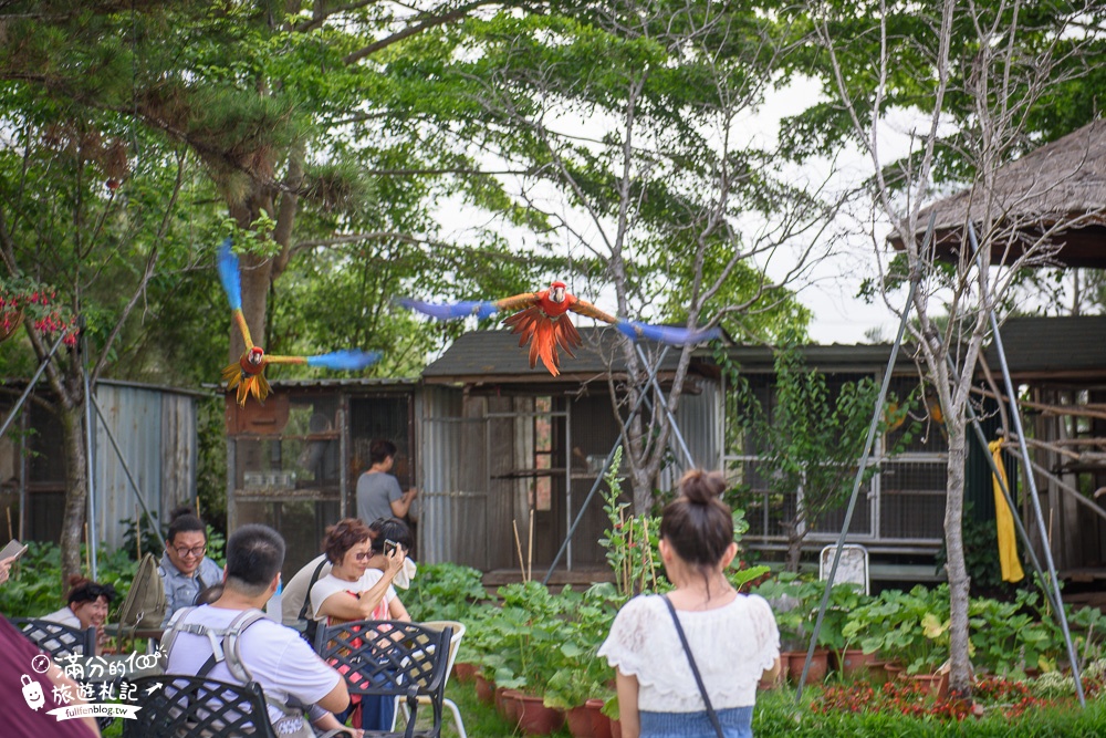 台中新社景點|櫻花鳥森林|景觀餐廳.親子景點.露營.戲水.看鸚鵡|夢幻森林仙境~蜀葵花綻放中!