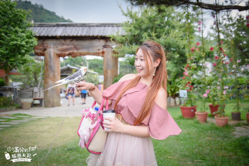 台中新社景點|櫻花鳥森林|景觀餐廳.親子景點.露營.戲水.看鸚鵡|夢幻森林仙境~蜀葵花綻放中!