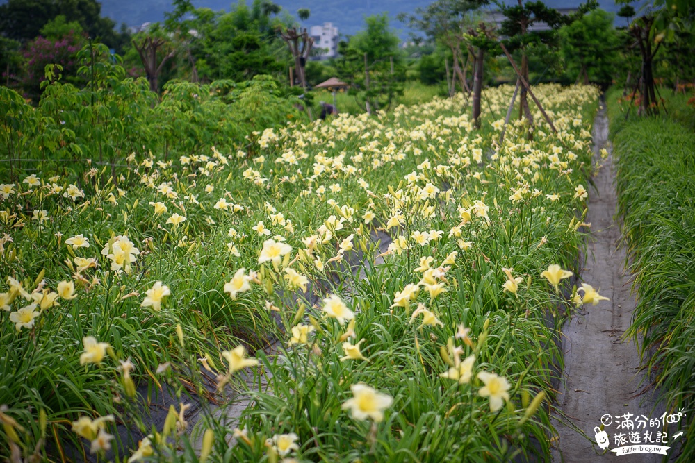 花蓮吉安景點|嘉德花田金針花海(免門票)|情侶約會.季節花季|夢幻金針花.紫薇花豔麗綻放好迷人!