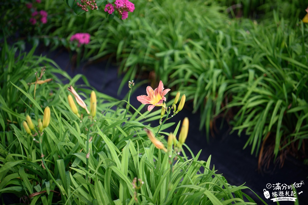 花蓮吉安景點|嘉德花田金針花海(免門票)|情侶約會.季節花季|夢幻金針花.紫薇花豔麗綻放好迷人!