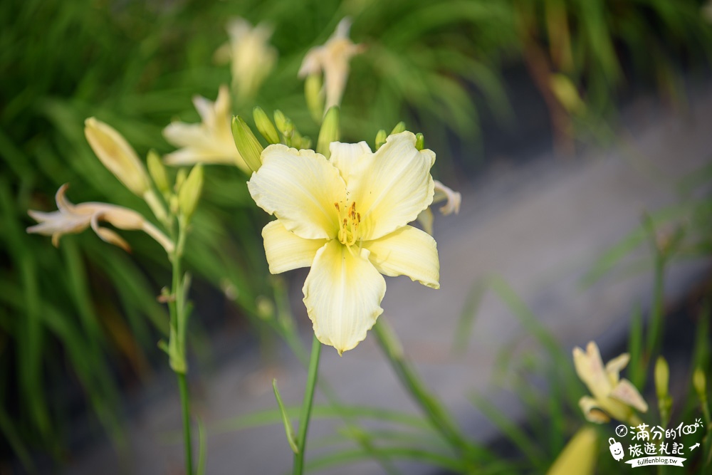 花蓮吉安景點|嘉德花田金針花海(免門票)|情侶約會.季節花季|夢幻金針花.紫薇花豔麗綻放好迷人!