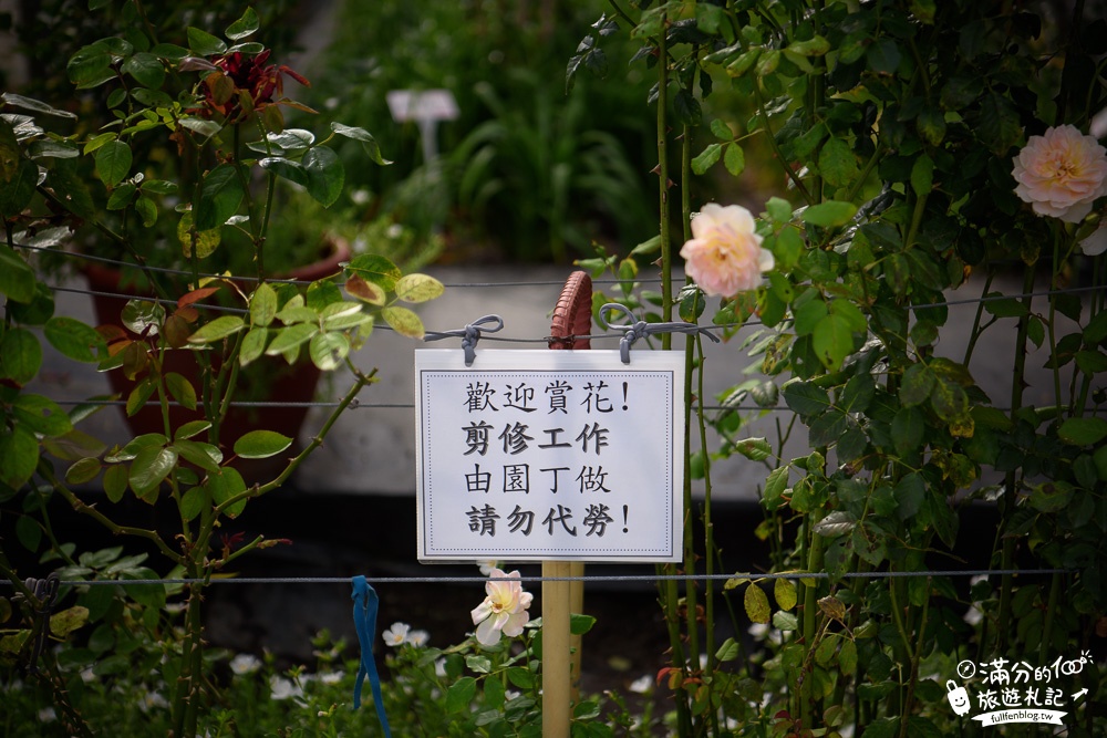 花蓮吉安景點|嘉德花田金針花海(免門票)|情侶約會.季節花季|夢幻金針花.紫薇花豔麗綻放好迷人!