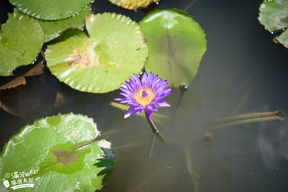 屏東【水明漾活蝦景觀餐廳】最新菜單.屏東美食活蝦料理推薦.秒飛峇里島,在茅草屋上用餐賞蓮花!