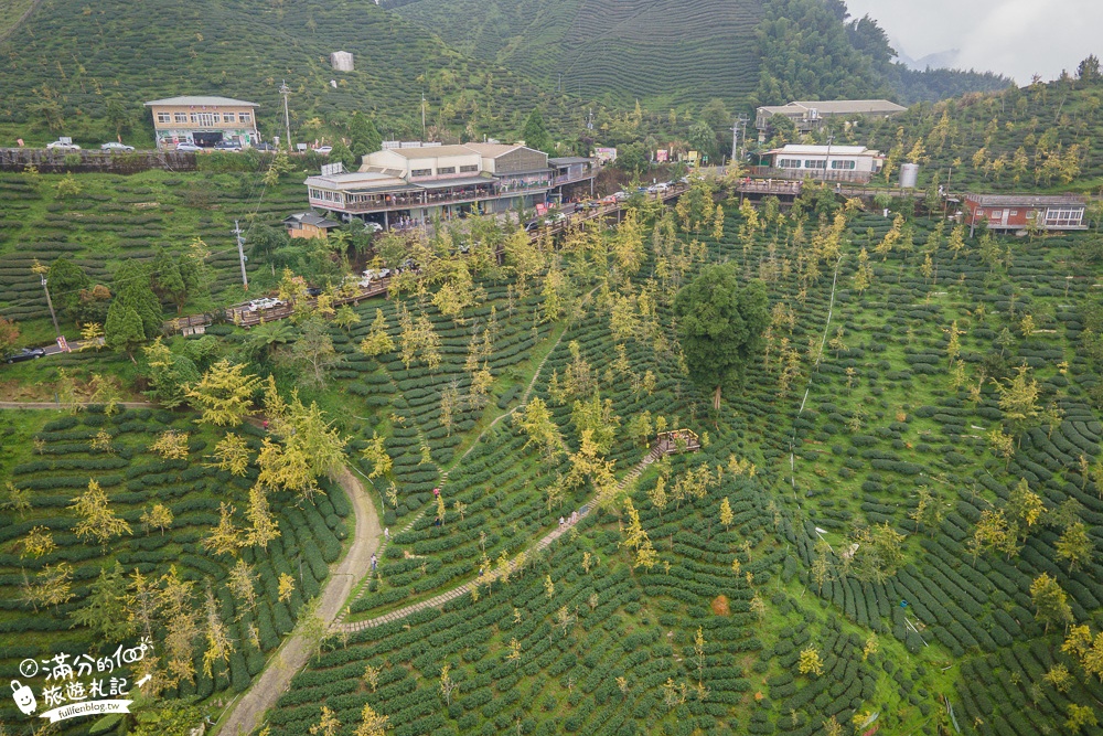 南投景點【銀杏森林&大崙山觀景臺】吃火鍋.望茶田.走步道,海拔1600公尺的秘境~山林裡最夢幻的金色花園!