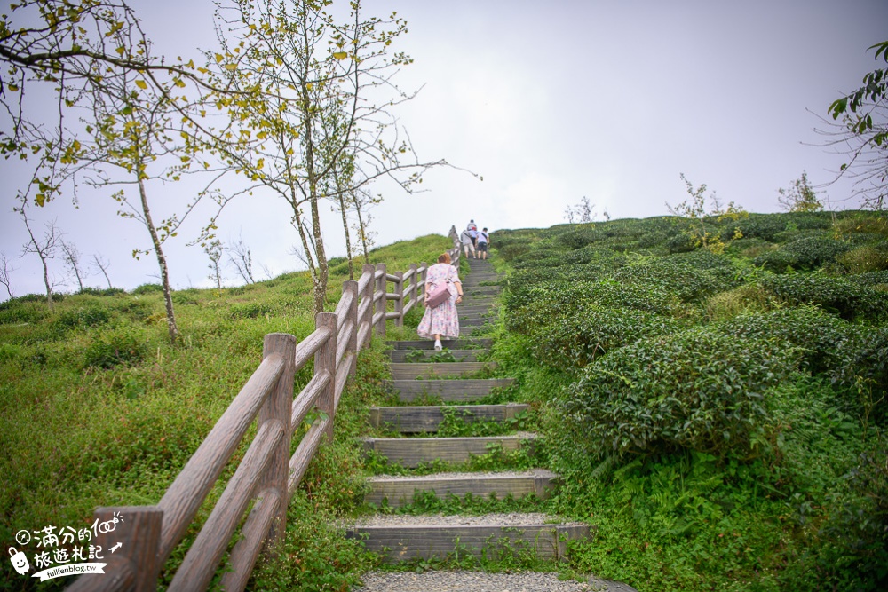 南投景點【銀杏森林&大崙山觀景臺】吃火鍋.望茶田.走步道,海拔1600公尺的秘境~山林裡最夢幻的金色花園!