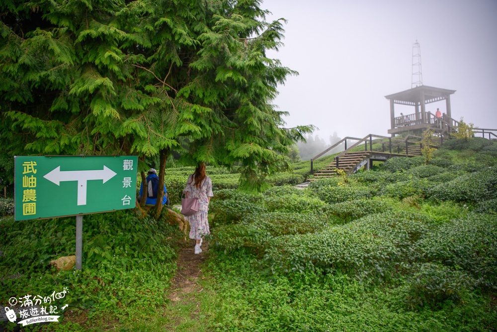 南投景點【銀杏森林&大崙山觀景臺】吃火鍋.望茶田.走步道,海拔1600公尺的秘境~山林裡最夢幻的金色花園!