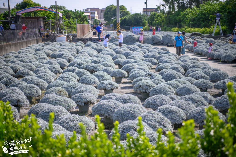 彰化田尾景點|建華芙蓉園|情侶約會.古錐小白球.芙蓉菊海|下雪了~夢幻銀白世界~浪漫球海好迷人!