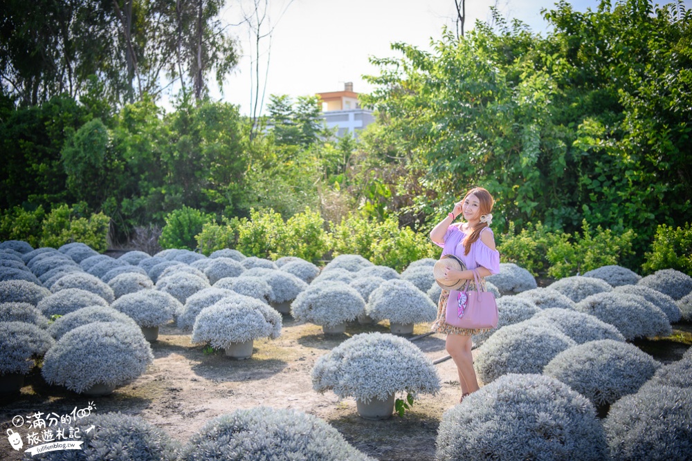 彰化田尾景點|建華芙蓉園|情侶約會.古錐小白球.芙蓉菊海|下雪了~夢幻銀白世界~浪漫球海好迷人!