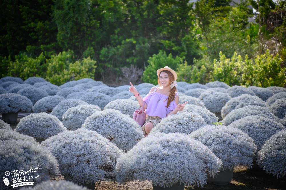 彰化田尾景點|建華芙蓉園|情侶約會.古錐小白球.芙蓉菊海|下雪了~夢幻銀白世界~浪漫球海好迷人!