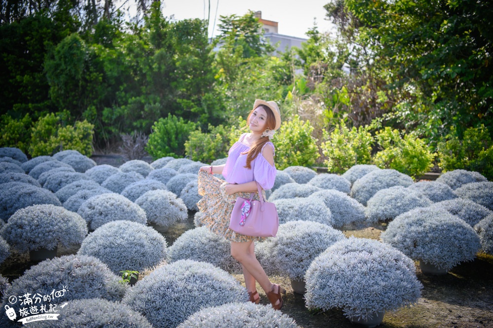 彰化田尾景點|建華芙蓉園|情侶約會.古錐小白球.芙蓉菊海|下雪了~夢幻銀白世界~浪漫球海好迷人!