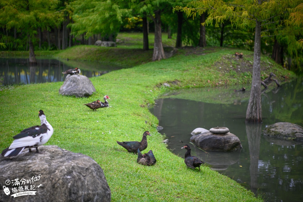 花蓮吉安景點|松湖驛站(免門票)情侶約會.下午茶.合菜料理|落羽松森林秘境~夢幻世外桃源!