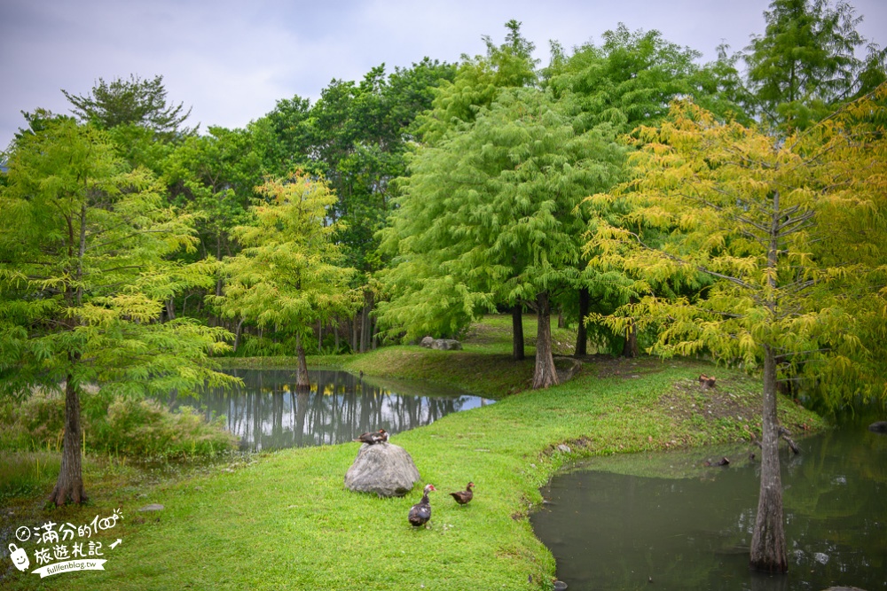 花蓮吉安景點|松湖驛站(免門票)情侶約會.下午茶.合菜料理|落羽松森林秘境~夢幻世外桃源!