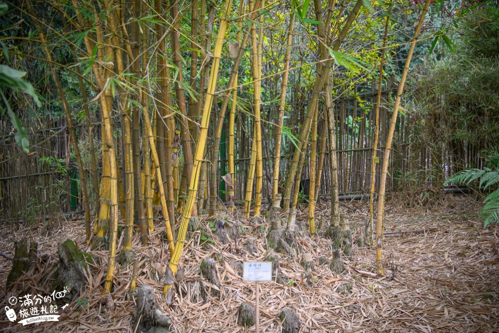 南投竹山景點|青竹文化園區&隱竹別院|竹林秘境.竹子創意料理.導覽DIY|竹林仙境遇見貓熊~台版小嵐山!