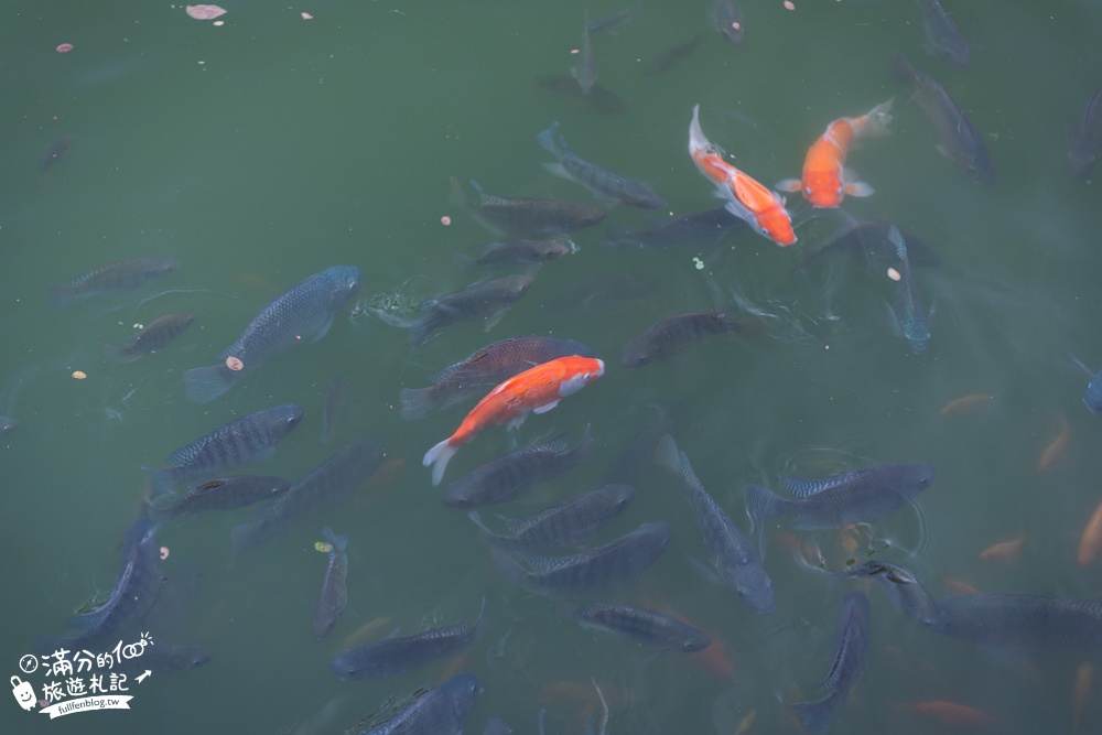 台中景點|臺中公園.湖心亭(免門票)情侶約會.划船遊湖.浪漫水舞秀|秒飛小泰國~水岸上的金色宮殿!