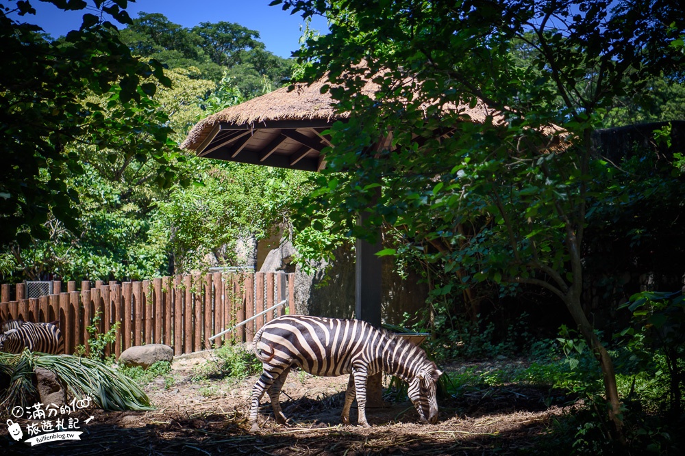 高雄壽山動物園最新天空步道|親子景點.餵小羊.看小鹿.搭小火車~與紅毛猩猩.萬獸之王合影拍美照!