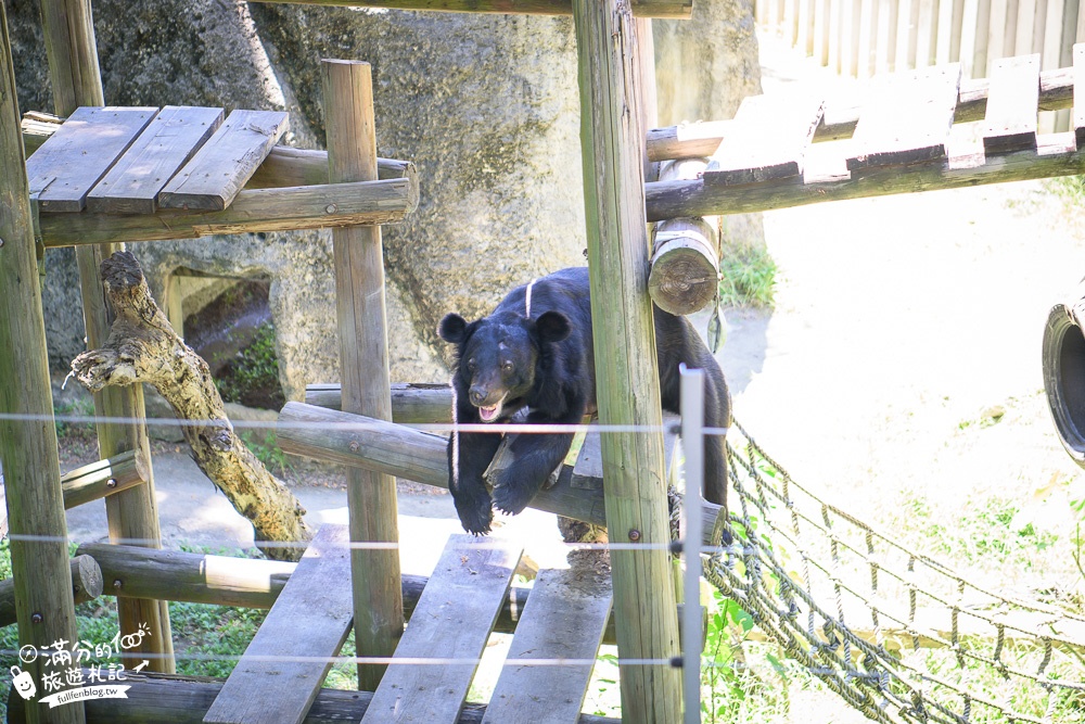 高雄壽山動物園最新天空步道|親子景點.餵小羊.看小鹿.搭小火車~與紅毛猩猩.萬獸之王合影拍美照!