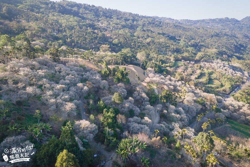 南投梅花季|九尖茶廠.九份二山(免門票)國姓賞梅秘境|爆炸滿開的梅花林~絕美銀白色世界!