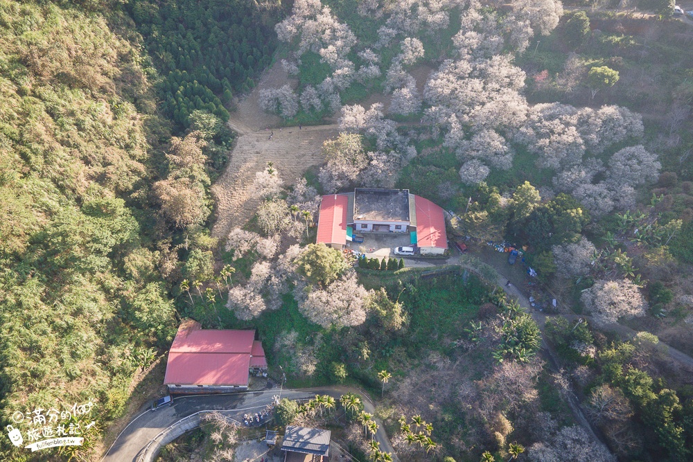 南投梅花季|九尖茶廠.九份二山(免門票)國姓賞梅秘境|爆炸滿開的梅花林~絕美銀白色世界!