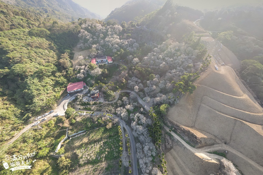 南投梅花季|九尖茶廠.九份二山(免門票)國姓賞梅秘境|爆炸滿開的梅花林~絕美銀白色世界!