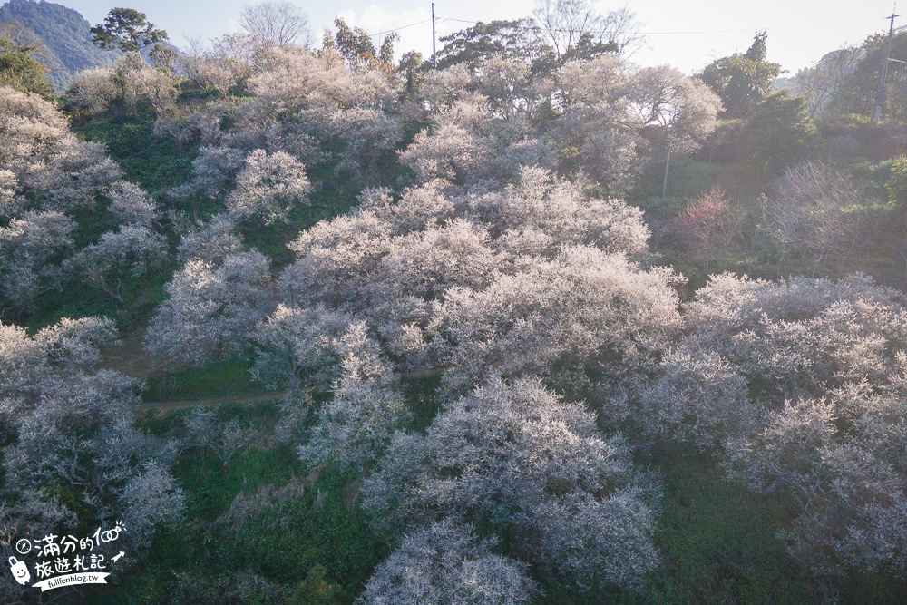 南投梅花季|九尖茶廠.九份二山(免門票)國姓賞梅秘境|爆炸滿開的梅花林~絕美銀白色世界!