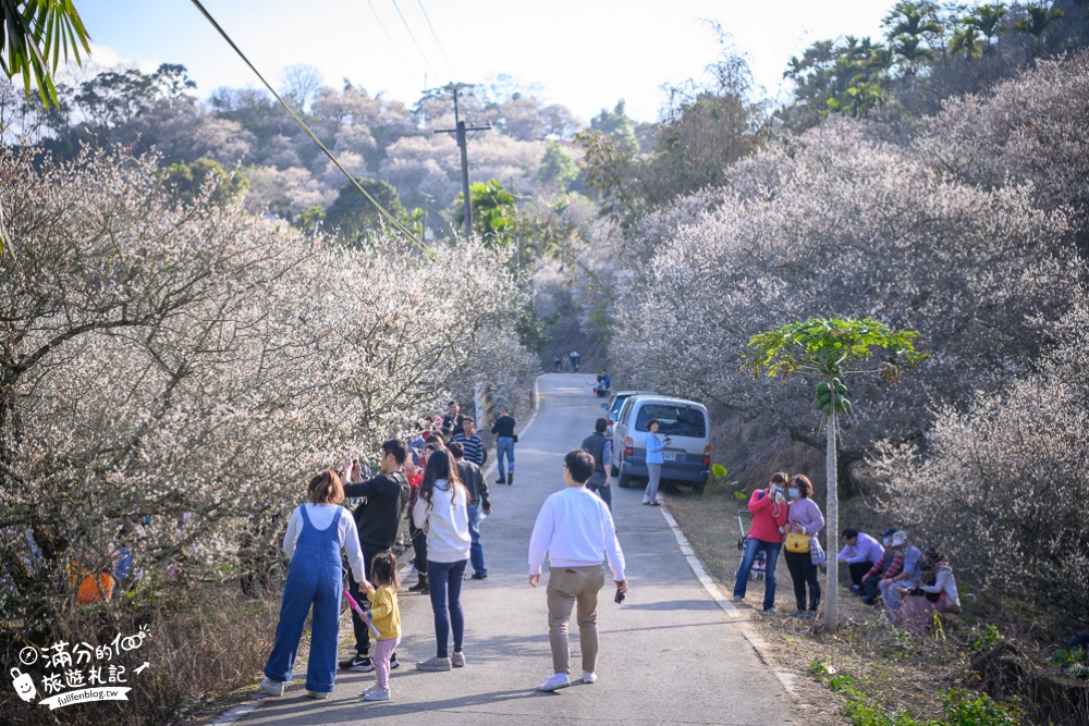 南投梅花季|九尖茶廠.九份二山(免門票)國姓賞梅秘境|爆炸滿開的梅花林~絕美銀白色世界!