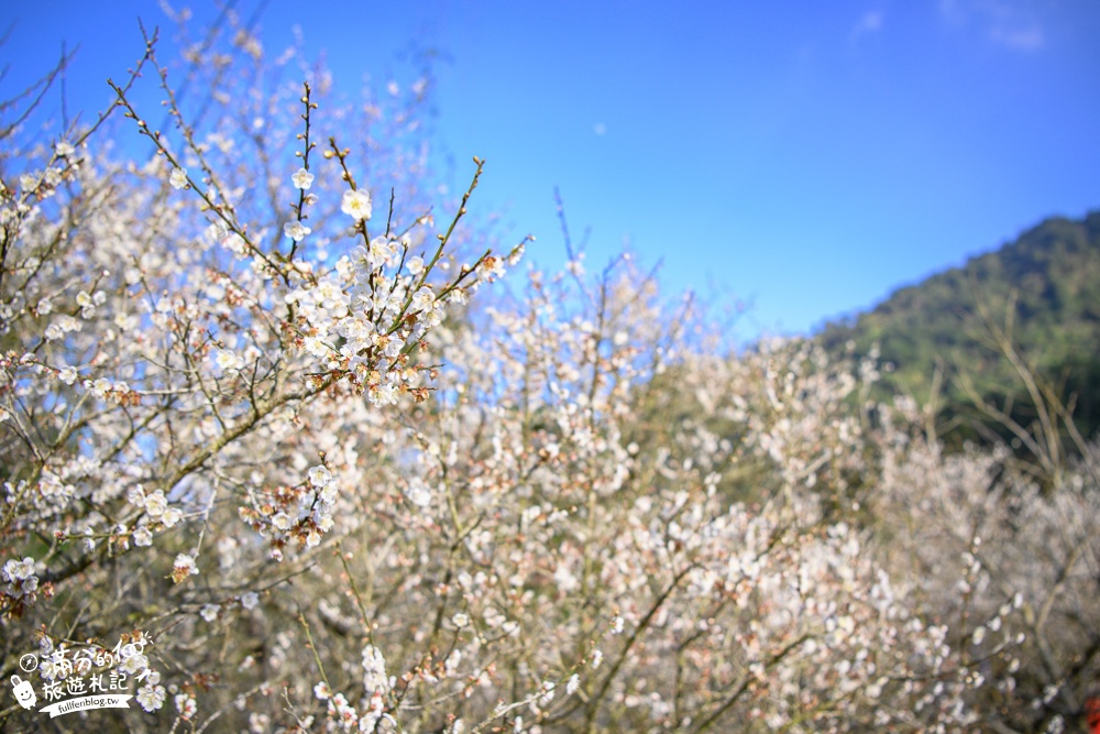 南投梅花季|九尖茶廠.九份二山(免門票)國姓賞梅秘境|爆炸滿開的梅花林~絕美銀白色世界!