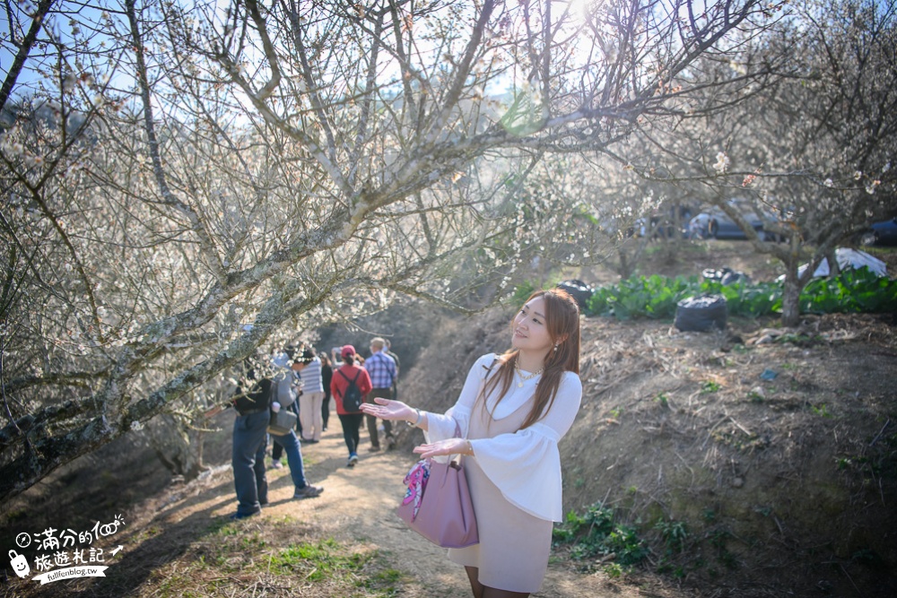 南投梅花季|九尖茶廠.九份二山(免門票)國姓賞梅秘境|爆炸滿開的梅花林~絕美銀白色世界!