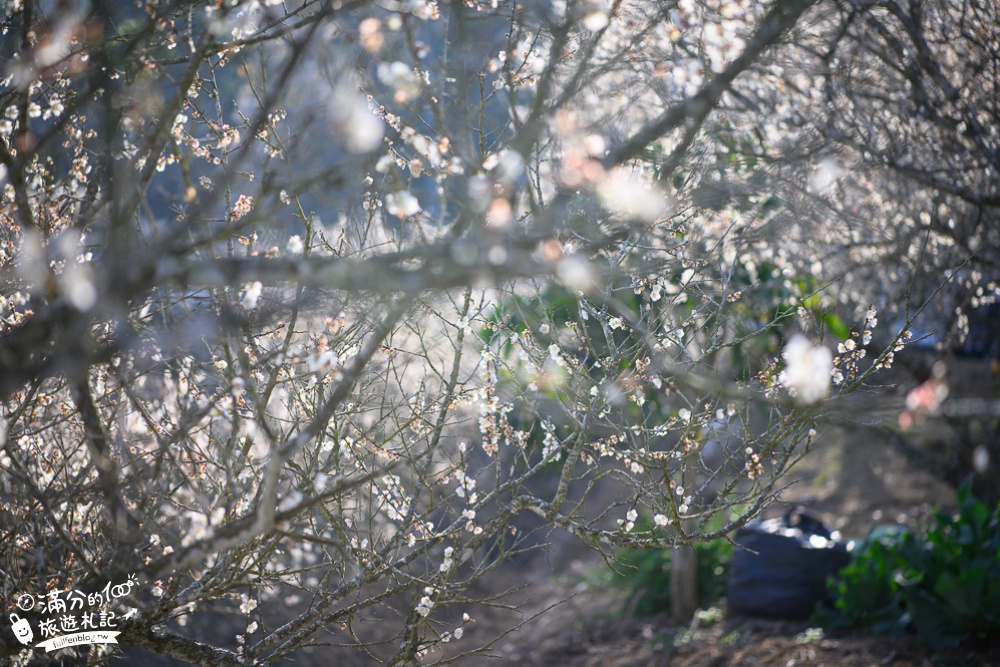 南投梅花季|九尖茶廠.九份二山(免門票)國姓賞梅秘境|爆炸滿開的梅花林~絕美銀白色世界!