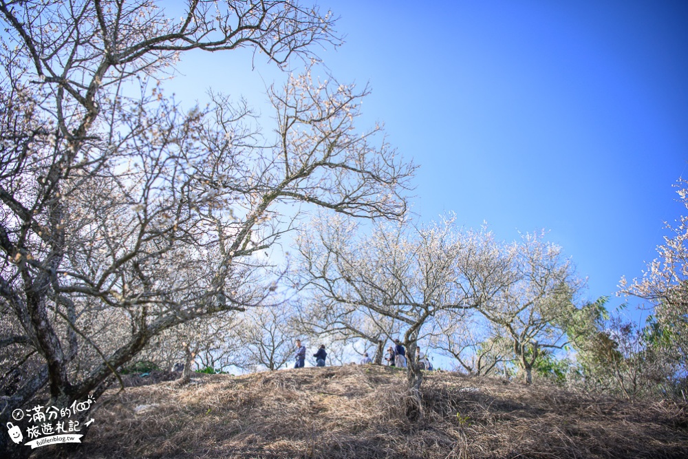 南投梅花季|九尖茶廠.九份二山(免門票)國姓賞梅秘境|爆炸滿開的梅花林~絕美銀白色世界!