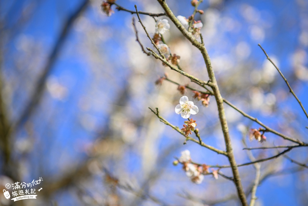 南投梅花季|九尖茶廠.九份二山(免門票)國姓賞梅秘境|爆炸滿開的梅花林~絕美銀白色世界!