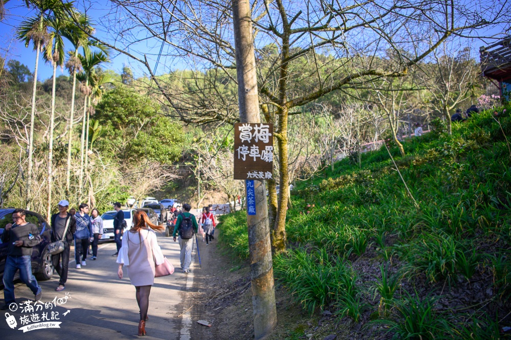 南投梅花季|九尖茶廠.九份二山(免門票)國姓賞梅秘境|爆炸滿開的梅花林~絕美銀白色世界!