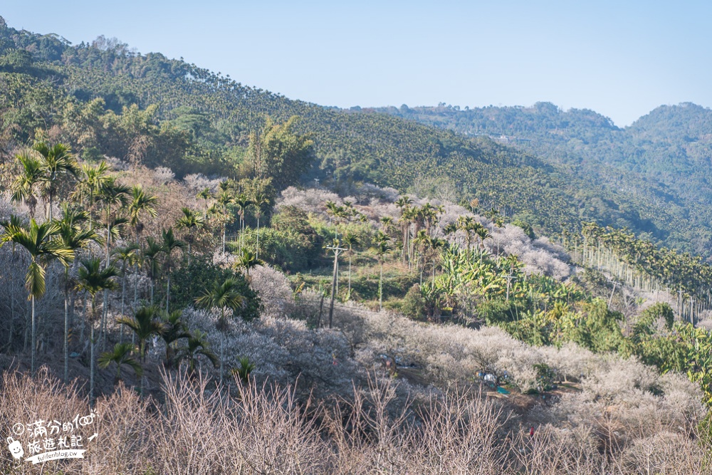 南投梅花季|九尖茶廠.九份二山(免門票)國姓賞梅秘境|爆炸滿開的梅花林~絕美銀白色世界!