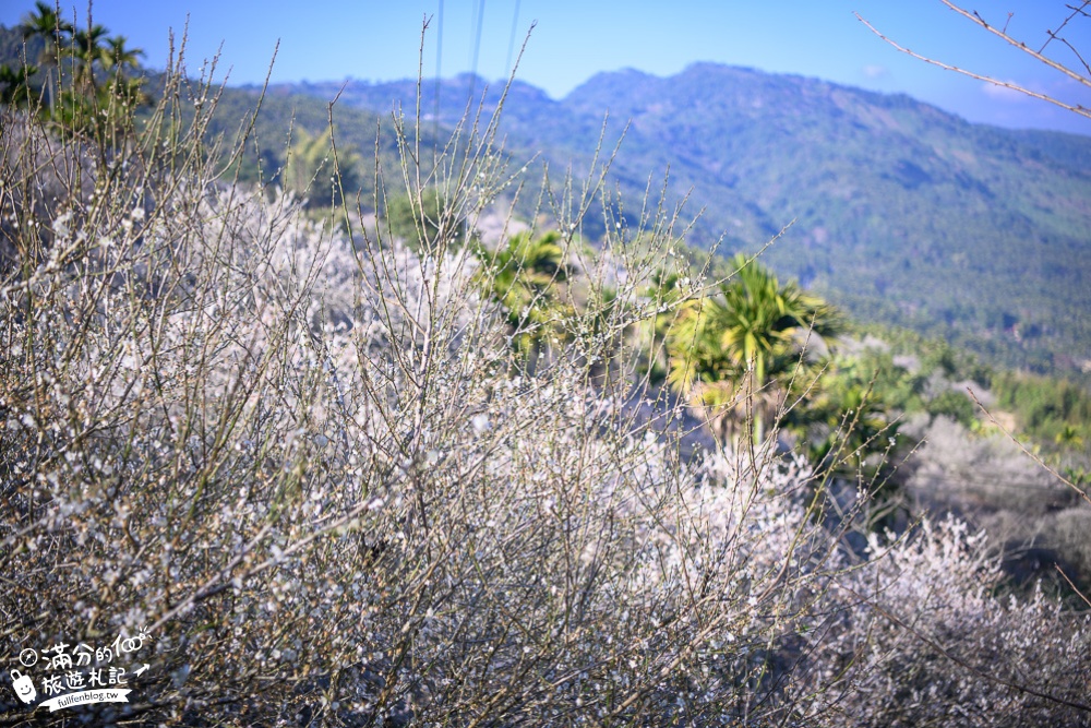 南投梅花季|九尖茶廠.九份二山(免門票)國姓賞梅秘境|爆炸滿開的梅花林~絕美銀白色世界!