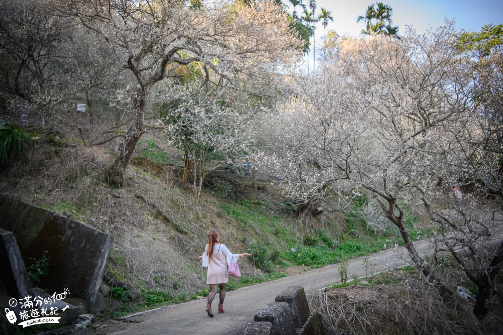 南投梅花季|九尖茶廠.九份二山(免門票)國姓賞梅秘境|爆炸滿開的梅花林~絕美銀白色世界!