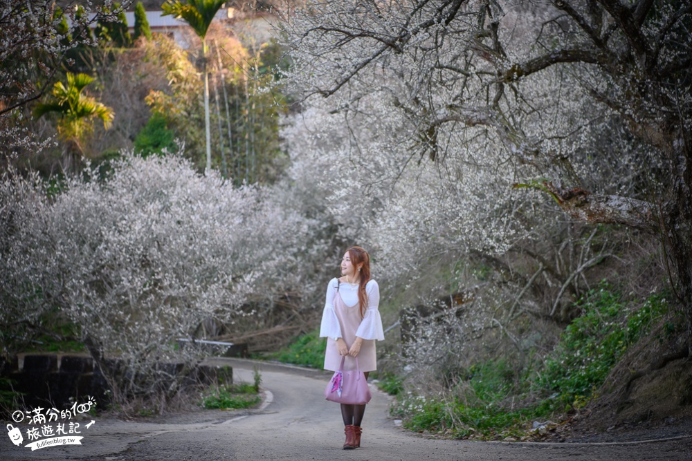 南投梅花季|九尖茶廠.九份二山(免門票)國姓賞梅秘境|爆炸滿開的梅花林~絕美銀白色世界!