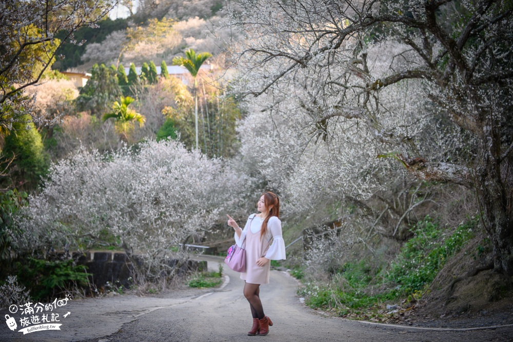 南投梅花季|九尖茶廠.九份二山(免門票)國姓賞梅秘境|爆炸滿開的梅花林~絕美銀白色世界!