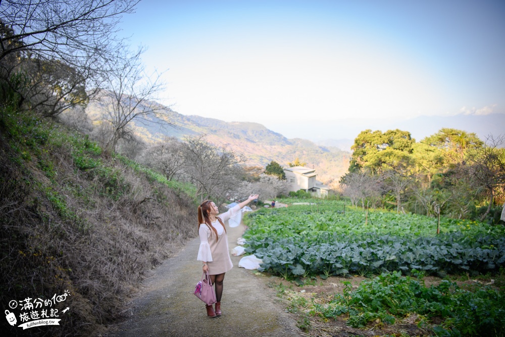 南投梅花季|七號梅莊|國姓九份二山梅花秘境.酸梅汁免費喝|踏雪尋梅~最夢幻的梅花雪毯大道!