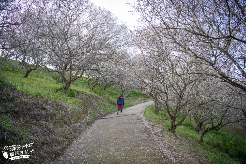 南投梅花季|七號梅莊|國姓九份二山梅花秘境.酸梅汁免費喝|踏雪尋梅~最夢幻的梅花雪毯大道!