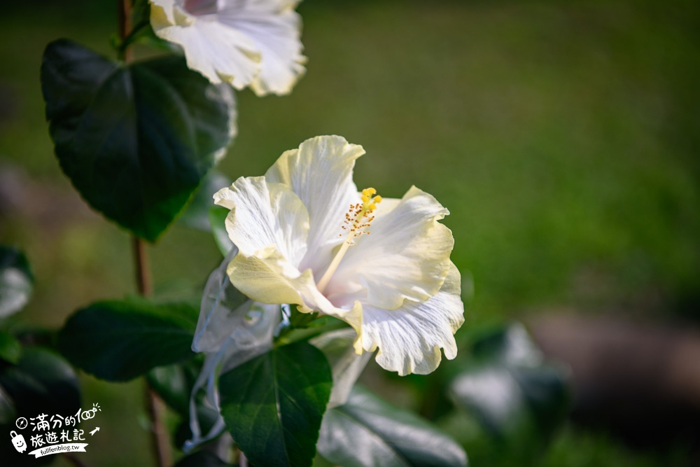 【2024南投中寮懶雲窩朱槿花】全台唯一朱槿花景觀花園,巨無霸朱槿花一支獨秀賞心悅目~全台最大扶桑花園!