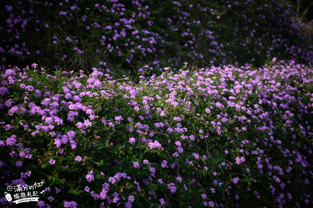 【2024南投中寮懶雲窩朱槿花】全台唯一朱槿花景觀花園,巨無霸朱槿花一支獨秀賞心悅目~全台最大扶桑花園!