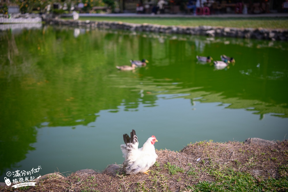 【2024南投中寮懶雲窩朱槿花】全台唯一朱槿花景觀花園,巨無霸朱槿花一支獨秀賞心悅目~全台最大扶桑花園!