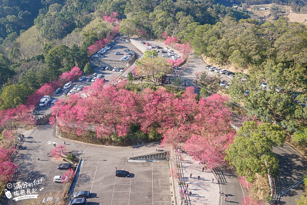 【2024協雲宮櫻花季】苗栗走春景點推薦,苗栗櫻花秘境~最浪漫的櫻之丘!