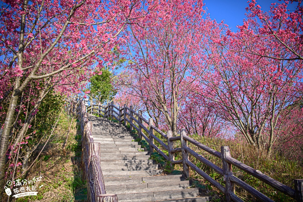 【2024協雲宮櫻花季】苗栗走春景點推薦,苗栗櫻花秘境~最浪漫的櫻之丘!