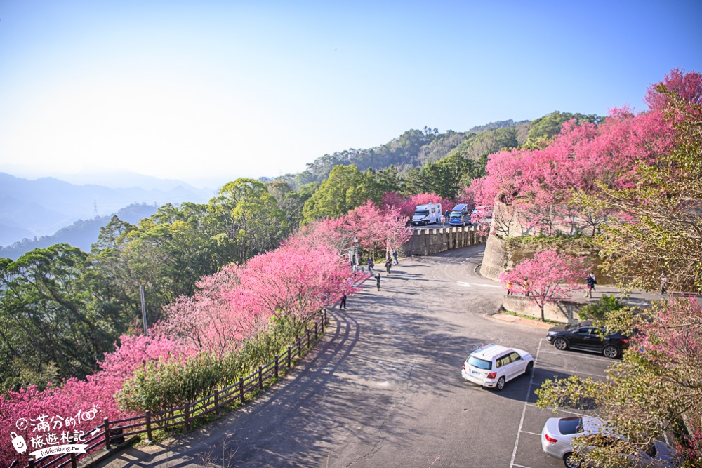 【2024協雲宮櫻花季】苗栗走春景點推薦,苗栗櫻花秘境~最浪漫的櫻之丘!