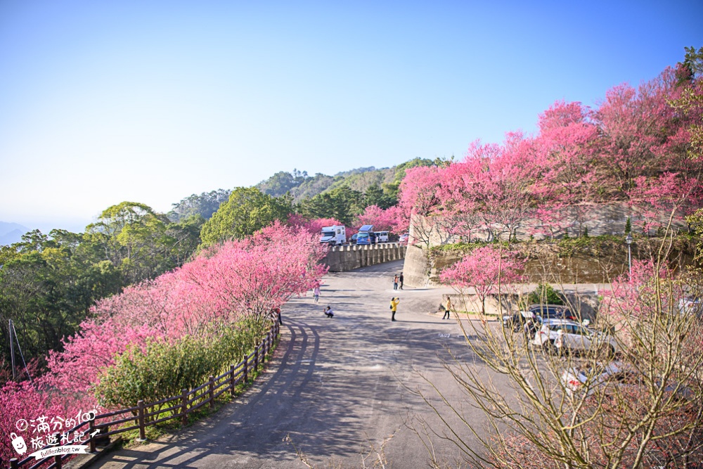 【2024協雲宮櫻花季】苗栗走春景點推薦,苗栗櫻花秘境~最浪漫的櫻之丘!