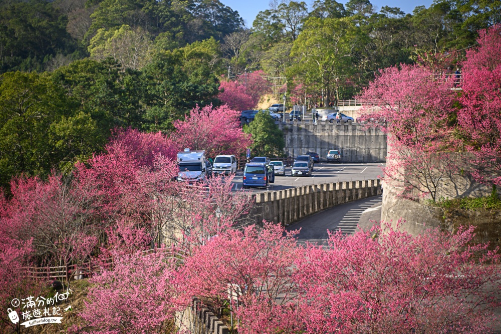 【2024協雲宮櫻花季】苗栗走春景點推薦,苗栗櫻花秘境~最浪漫的櫻之丘!