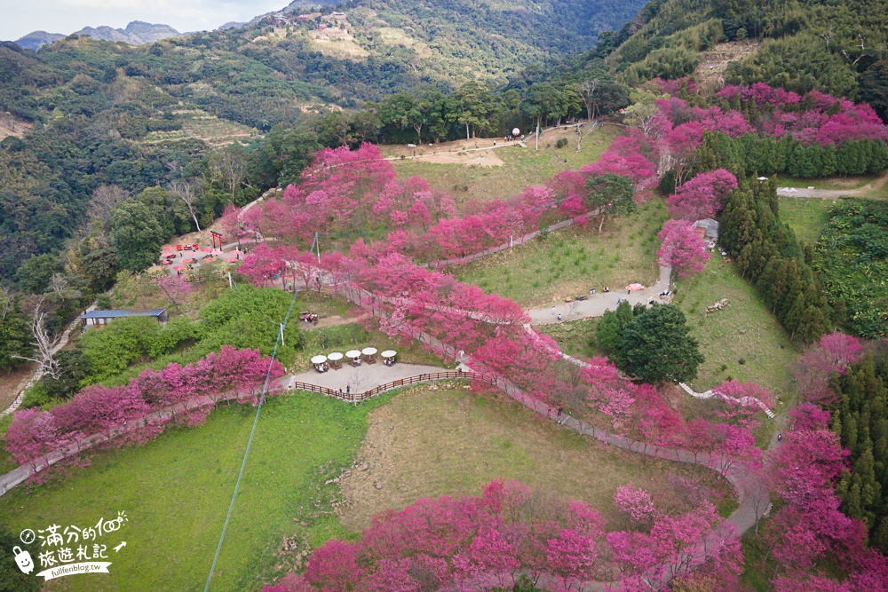 桃園景點【翠墨莊園櫻花季】穿和服賞櫻花,下午茶.日式大鳥居,復興鄉順遊景點攻略!