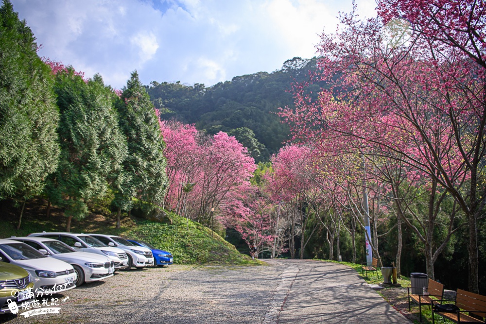 桃園景點【翠墨莊園櫻花季】穿和服賞櫻花,下午茶.日式大鳥居,復興鄉順遊景點攻略!